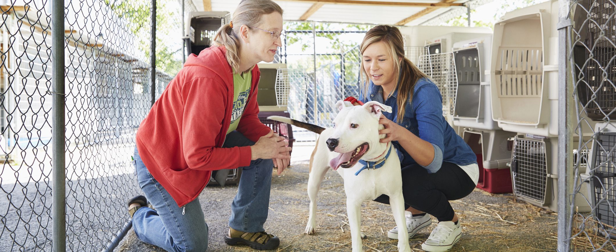 A woman bends down to interact with a dog at a shelter, while a shelter employee looks on.